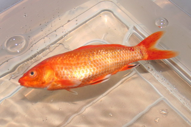 Koi-fast erfroren