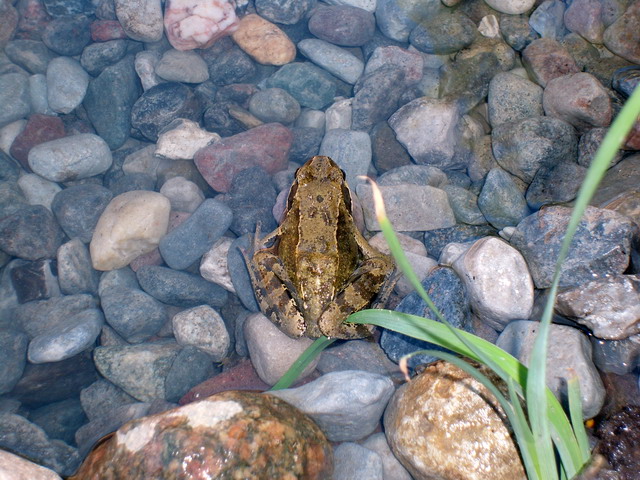 Frosch