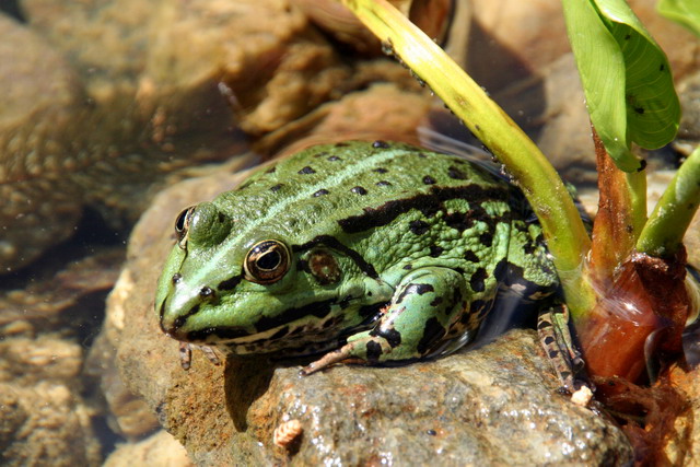 Teichfrosch