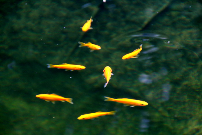 Goldfische-2