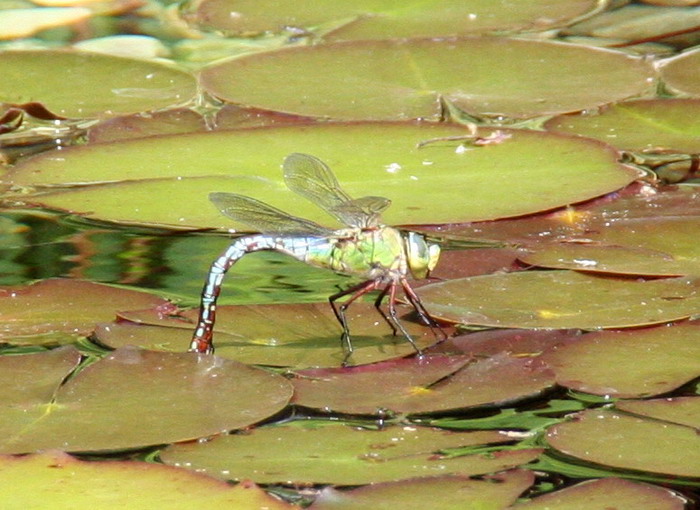 Libelle-2