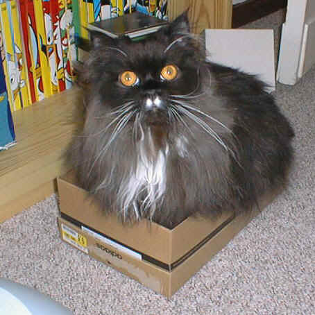 "Cat in the box"
